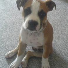 Amerikansk staffordshire terrier Bailey