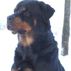 Rottweiler Tais