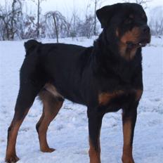 Rottweiler Tais