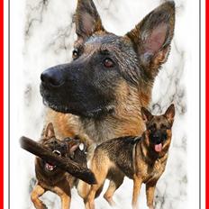 Schæferhund Thia's Best Kiara (Kia)