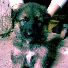 Schæferhund Thia's Best Kiara (Kia)