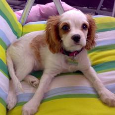 Cavalier king charles spaniel Nynne