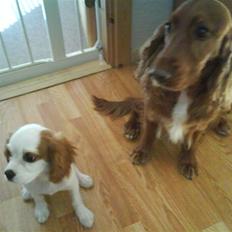 Cavalier king charles spaniel Nynne