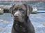 Labrador retriever Boxi - Er han ikke bare smuk..?