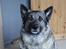 Norsk elghund grå og sort Elgfjells Siska - så tag dog det billede mor..