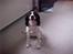 Engelsk springer spaniel Vilma ( Putte) - hej smil til verden og verden smiler til dig:)