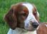 Welsh springer spaniel Sif - Sif - 14 måneder gammel