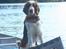 Welsh springer spaniel Sif - Sif på kanontur i Sverige