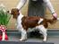 Welsh springer spaniel Sif - Den dag Sif blev udstillingschampion