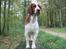 Welsh springer spaniel Oskar - Balance