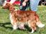 Welsh springer spaniel Oskar - Oskars første skue