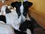 Blanding af racer Spottie <3 *R.I.P*  - MIN Bamse!!