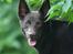 Australsk kelpie Born To Work Brown Bellis - Juni 2007