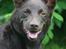 Australsk kelpie Born To Work Brown Bellis - Juni 2007