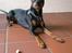 Dvaergpinscher King (2003 - 2016)