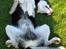 Siberian husky Aslan - får sig en lur i den sidste sol