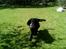 Flat coated retriever † Aladin - RIP † - Smukka ;D