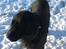 Flat coated retriever † Aladin - RIP † - Aladin i hans rette element