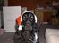Flat coated retriever † Aladin - RIP † - Hyhy den smukke julenisse