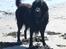 Flat coated retriever † Aladin - RIP † - Aladin somren 07 <3 - savner ham !