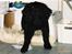 Flat coated retriever † Aladin - RIP † - som hvalp
