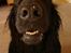 Flat coated retriever † Aladin - RIP † - du ska da have en kysser