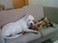 Amerikansk bulldog basse (RIP MIN SKAT)