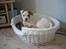 Amerikansk bulldog basse (RIP MIN SKAT)