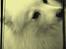 Japansk spids Zendi R.I.P - Lavet af Maja.
