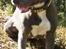 Staffordshire bull terrier Blue Blazer Girl