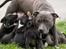 Staffordshire bull terrier Blue Blazer Girl