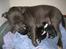 Staffordshire bull terrier Blue Blazer Girl