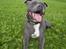 Staffordshire bull terrier Blue Blazer Girl