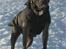Staffordshire bull terrier Blue Blazer Girl