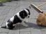Cavalier king charles spaniel Mitzi