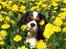 Cavalier king charles spaniel Mitzi