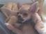 Chihuahua Joey - Nam nam godt ben, og så i sofaen! Se det er livet!