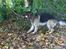 Schæferhund ravnerocks kimbo - kom nu pind jeg vil have dig af træet