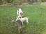 Whippet Lilo - Vi leger ofte i Kridtgraven, som ligger lige ved siden af hvor vi bor.