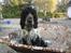 Cocker spaniel pluto - åh nej altså hun tager billeder hele tiden !
