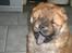 Chow chow Balder