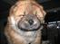 Chow chow Balder