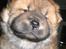 Chow chow Balder