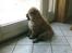 Chow chow Balder - Her bruger han det meste af dagen..meget nysgerrig!