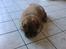 Chow chow Balder