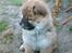 Chow chow Balder