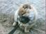 Chow chow Balder