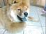 Chow chow Balder