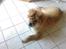 Chow chow Balder