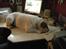 Engelsk bulldog Mugge R.I.P  D.6/6-2016 - hverdens største bullcat